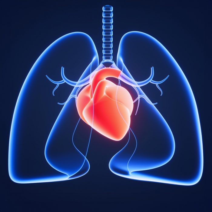 Human pulmonary respiratory system and heart, 3d rendering. Digital drawing.