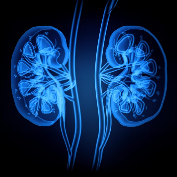 X-ray image of human kidneys. 3D illustration.