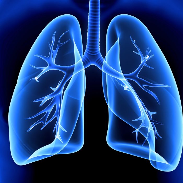 The lungs are the primary organs of the respiratory system in humans and many other animals including a few fish and some snails. In mammals and most other vertebrates, two lungs are located near the backbone on either side of the heart.